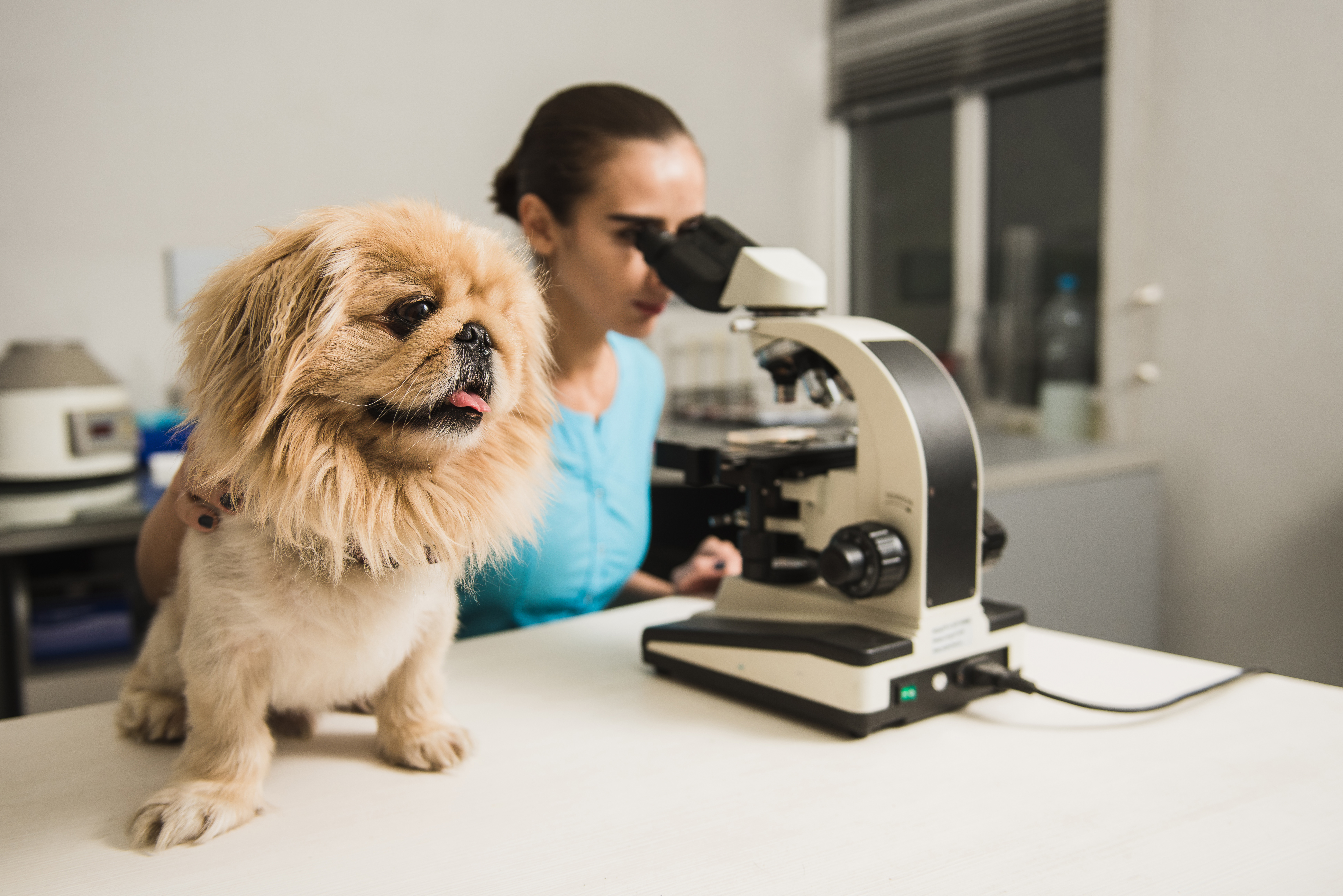 Bloodwork check for a pet